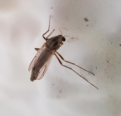Chironomini